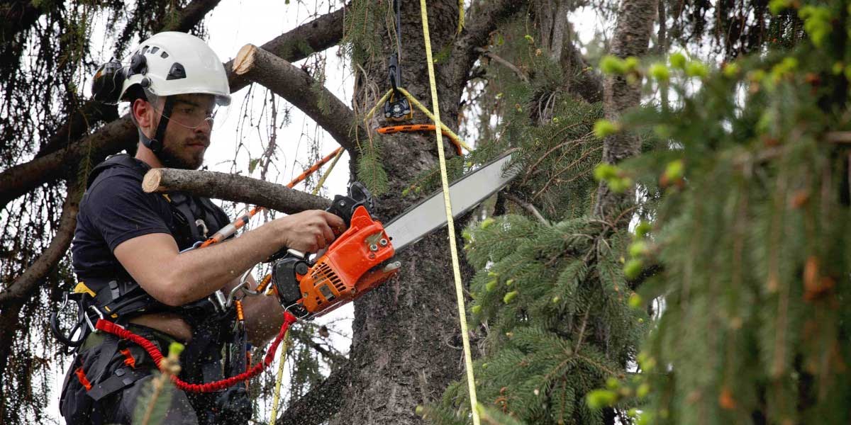 Taille, élagage et entretien des arbres